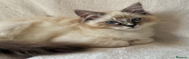 Zizi