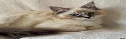 Ragdoll cats for sale: TICA Registered Males Available  - Advert 1