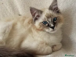 Ragdoll cats TICA Registered Males Available - Advert 7