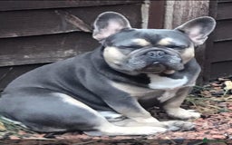 French Bulldog dogs for stud: Meet buddy a lilac frenchie looking for a bitch  - Image 12