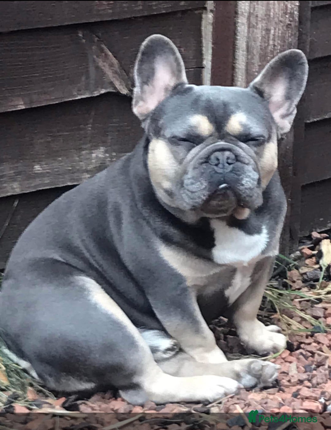 French Bulldog dogs for stud: Meet buddy a lilac frenchie looking for a bitch  - Image 12