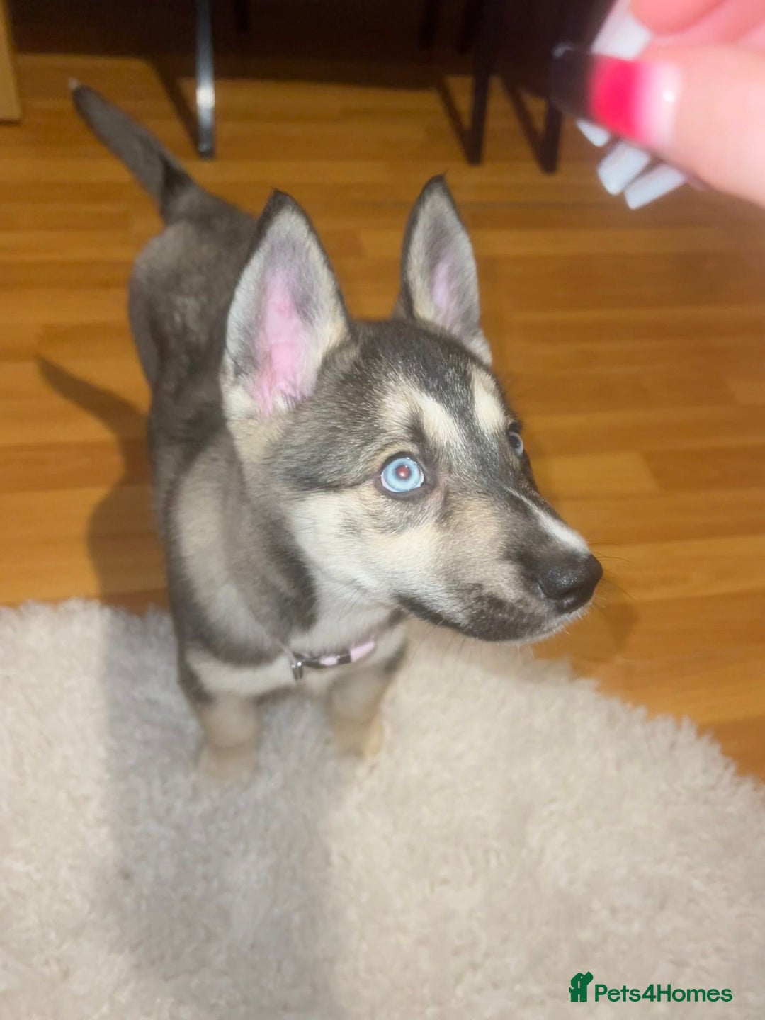 Siberian Husky dogs for sale: Siberian husky puppy  - Advert 1