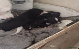 Mixed Breed dogs for sale: Staffy x puppies  - Image 6