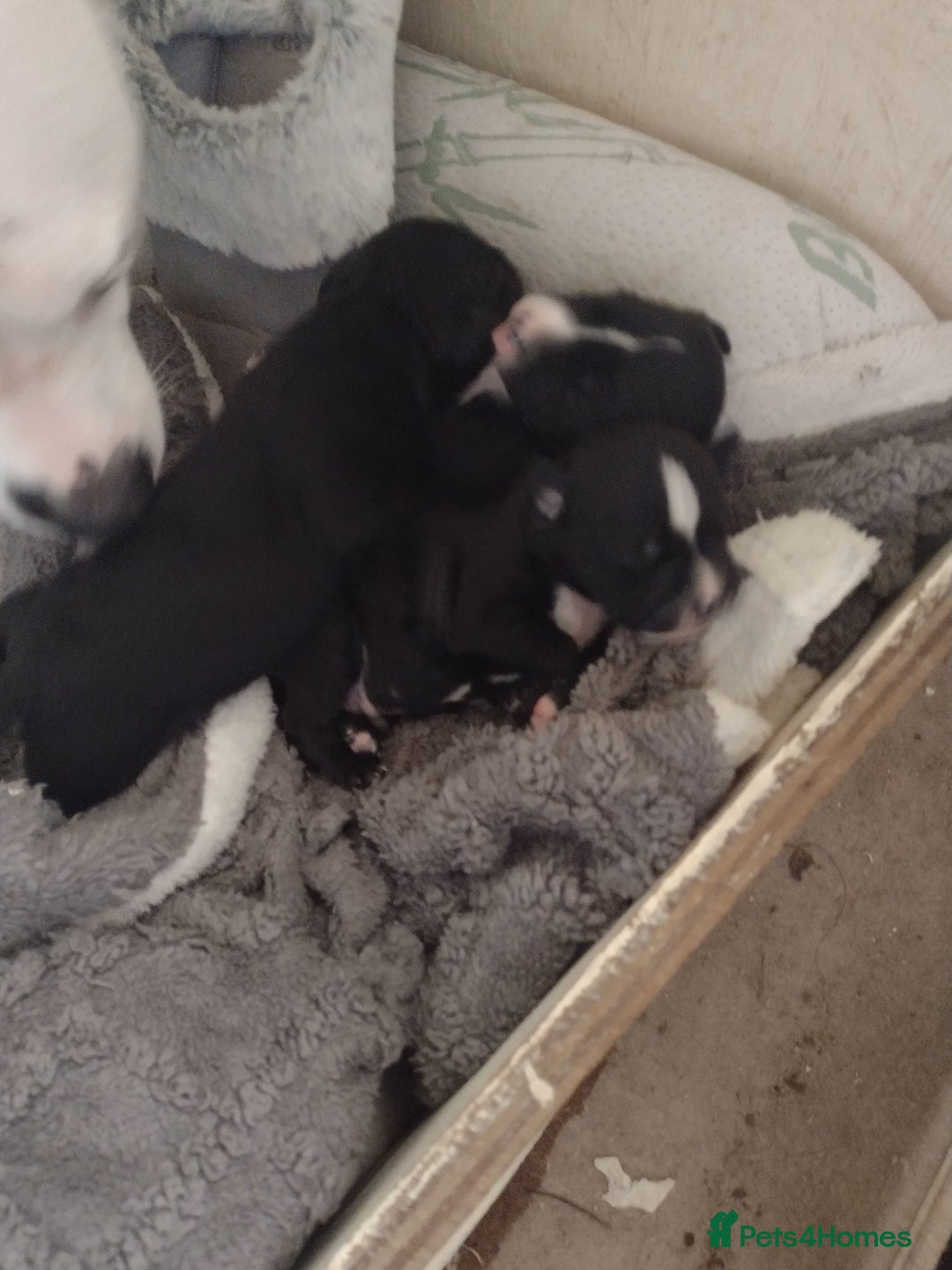 Mixed Breed dogs for sale: Staffy x puppies  - Image 6