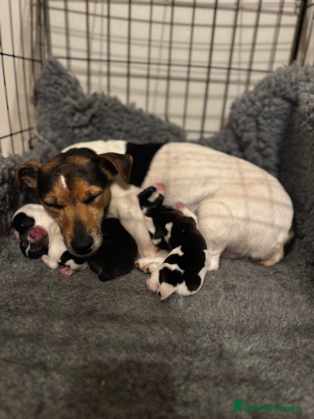 Jack Russell dogs for sale: Smooth haired, Tri-Coloured JRT - Image 5