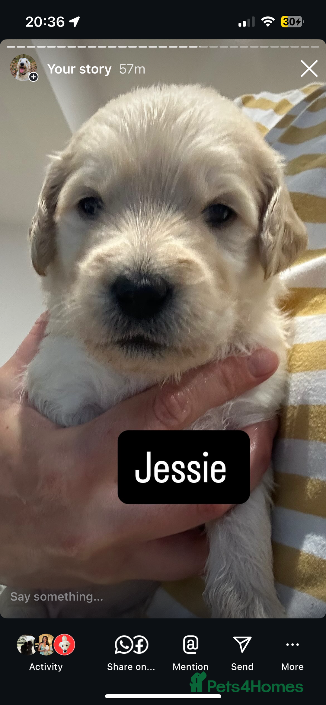 Double Doodle dogs for sale: Double doodles born 24/07/25 1 boy & 4 girls left - Image 21