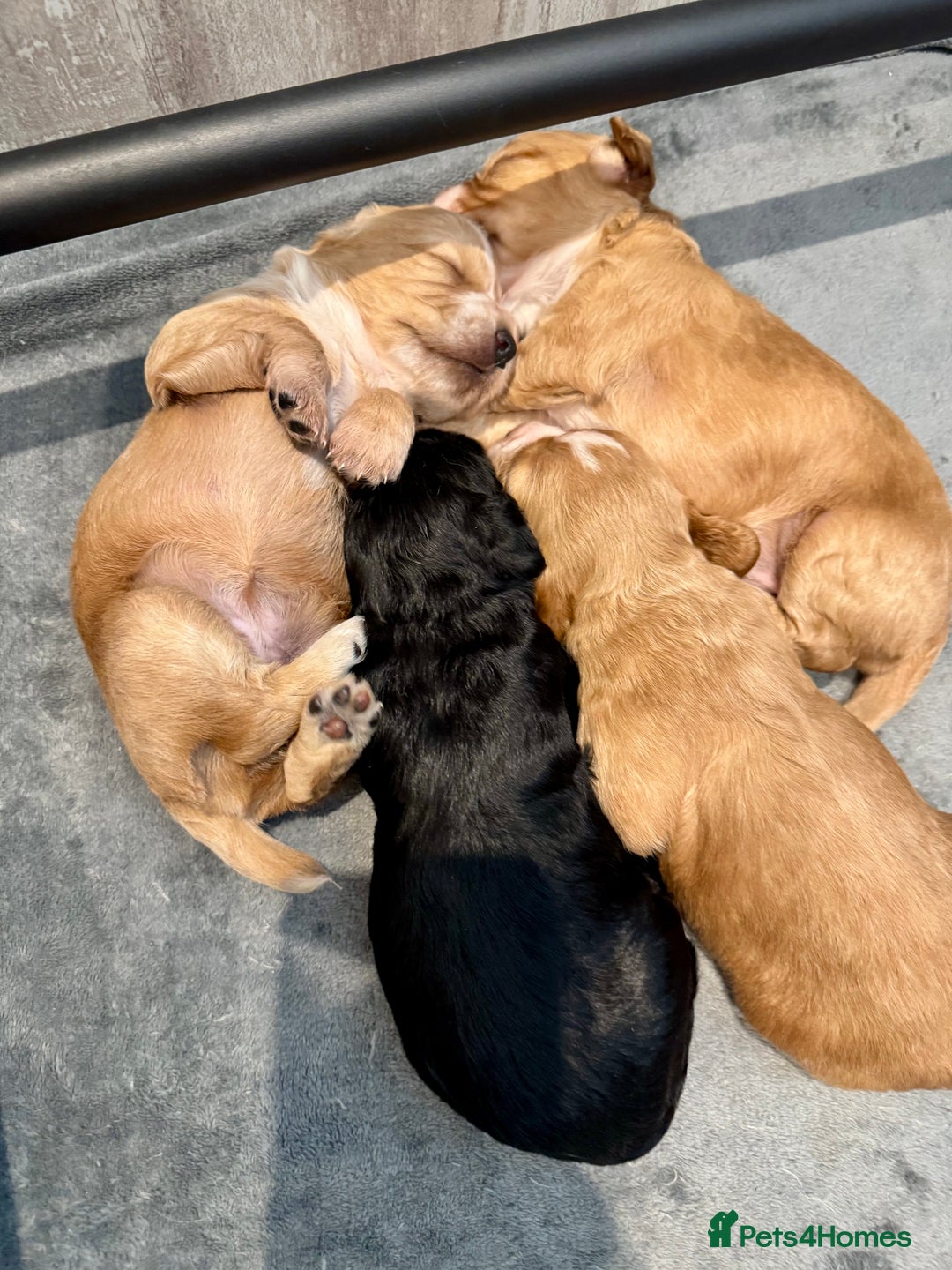 Cocker Spaniel dogs for sale: Golden KC working cocker spaniel puppies  - Image 9