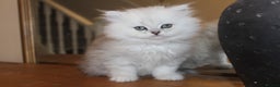 Persian cats for sale: Two Exquisite Persian Chinchilla Doll Face Kittens - Advert 2