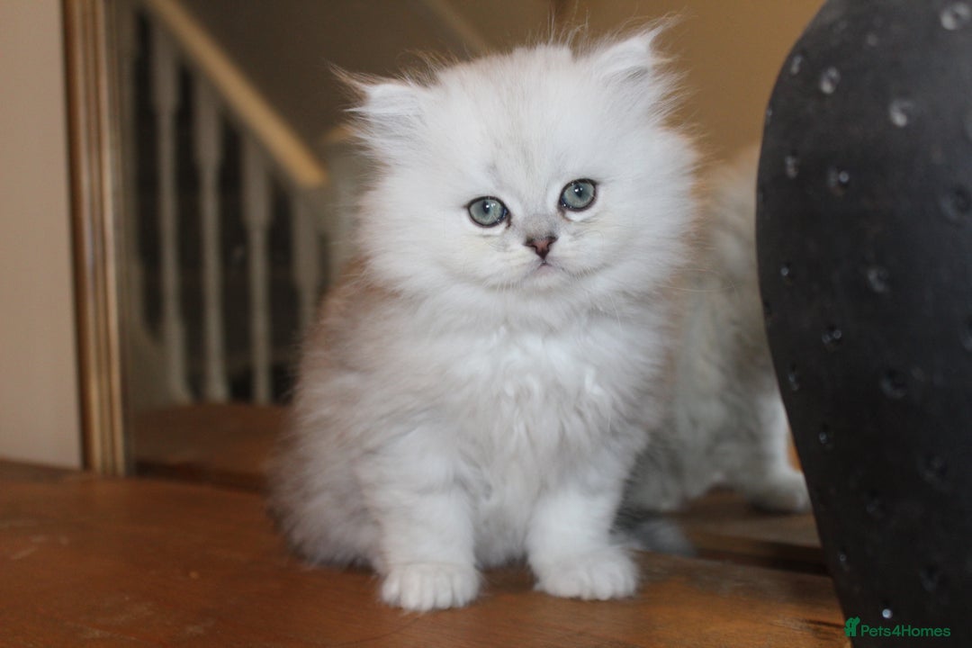 Persian cats for sale: Two Exquisite Persian Chinchilla Doll Face Kittens - Advert 2