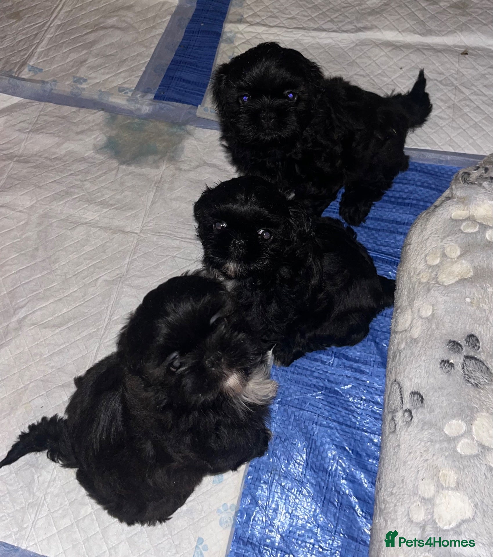 Shih Tzu dogs 3 beautiful Shih Tzu puppies  - Advert 2