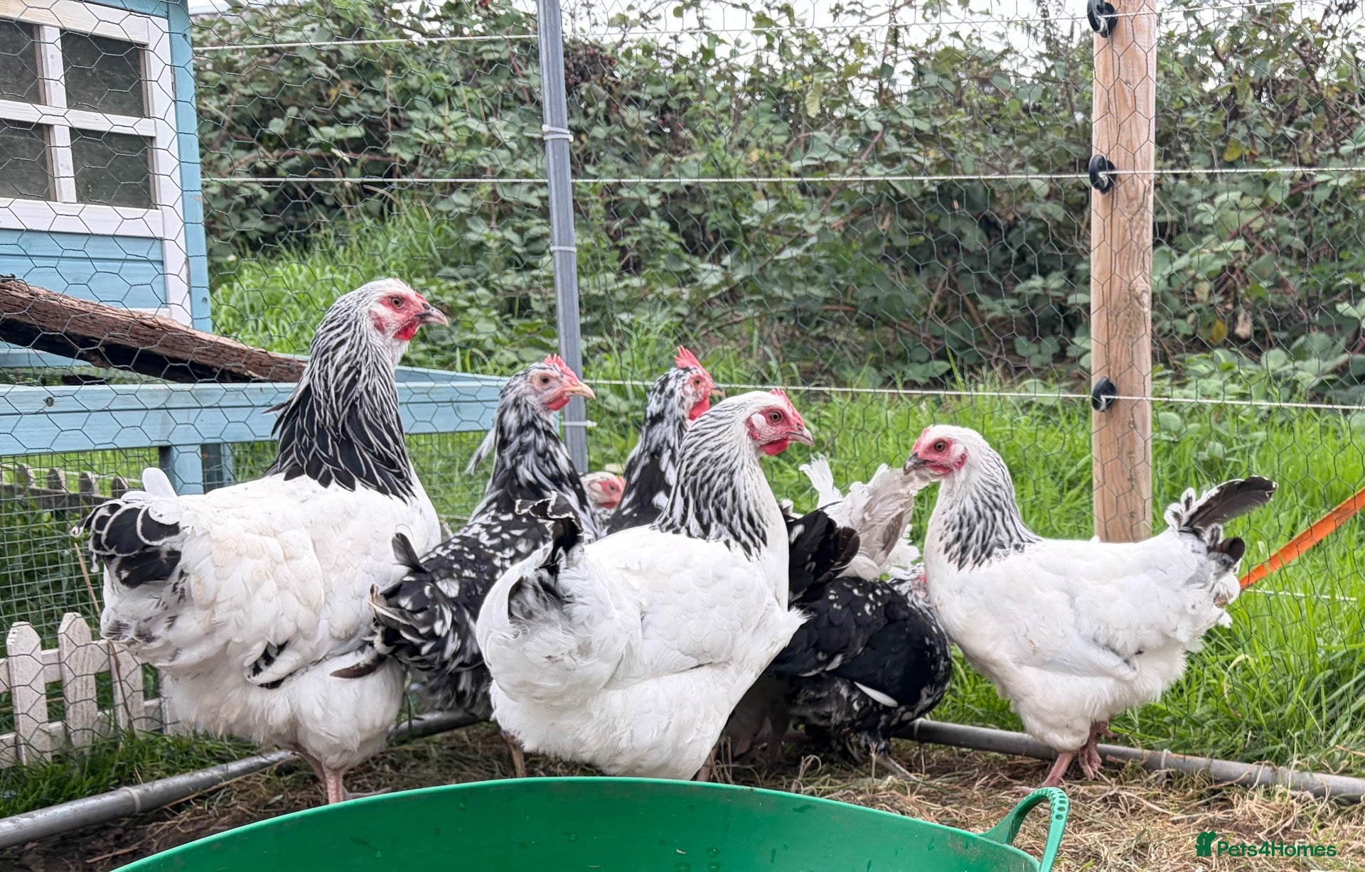 Chickens poultry Guaranteed Female Pure Breeds Chickens  - Advert 1