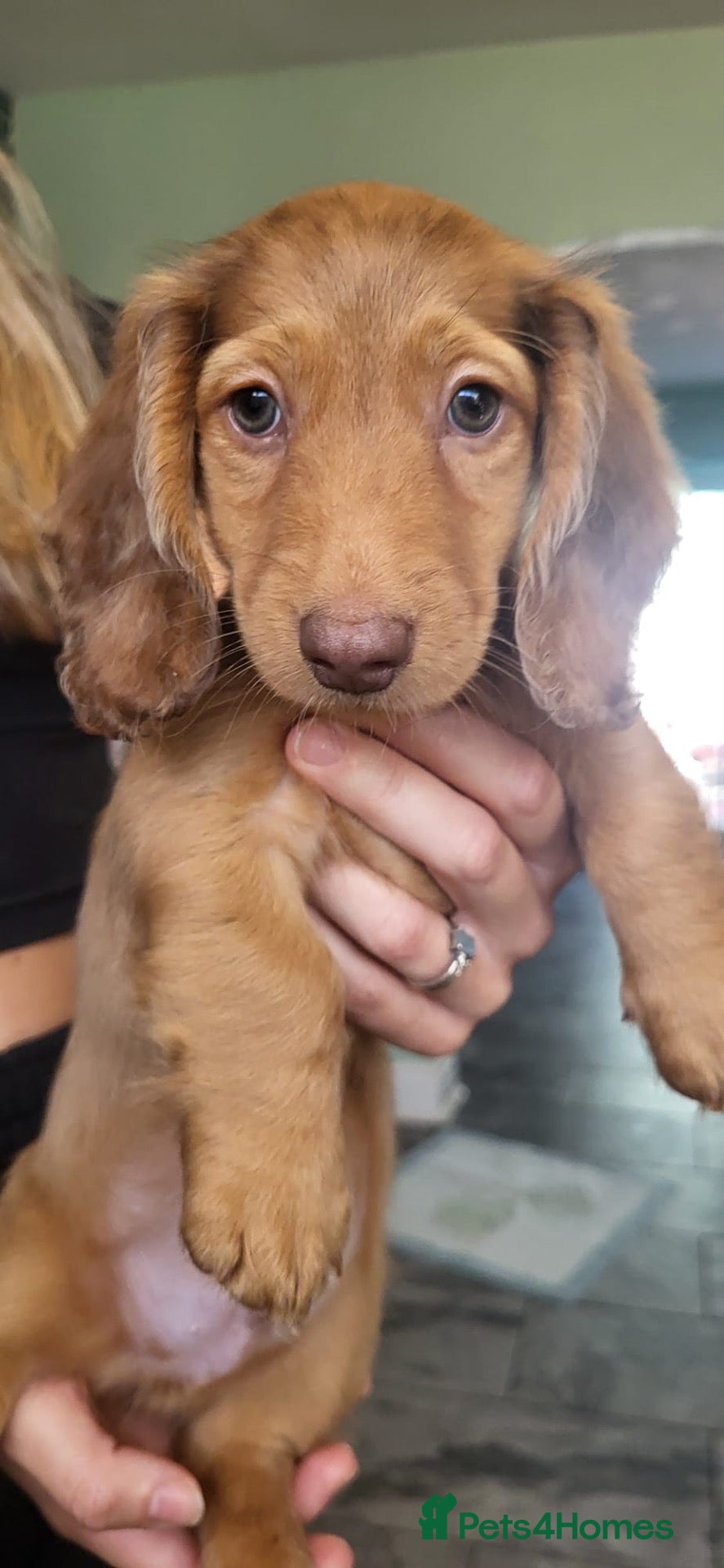 Dachshund dogs READY NOW! Beautiful Dachshund Puppies - Advert 1