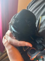 Goldador dogs - Advert 15