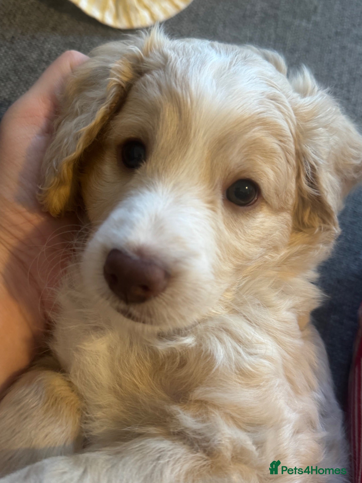 Cockapoo dogs Beautiful F2b Cockapoo puppies - Advert 2