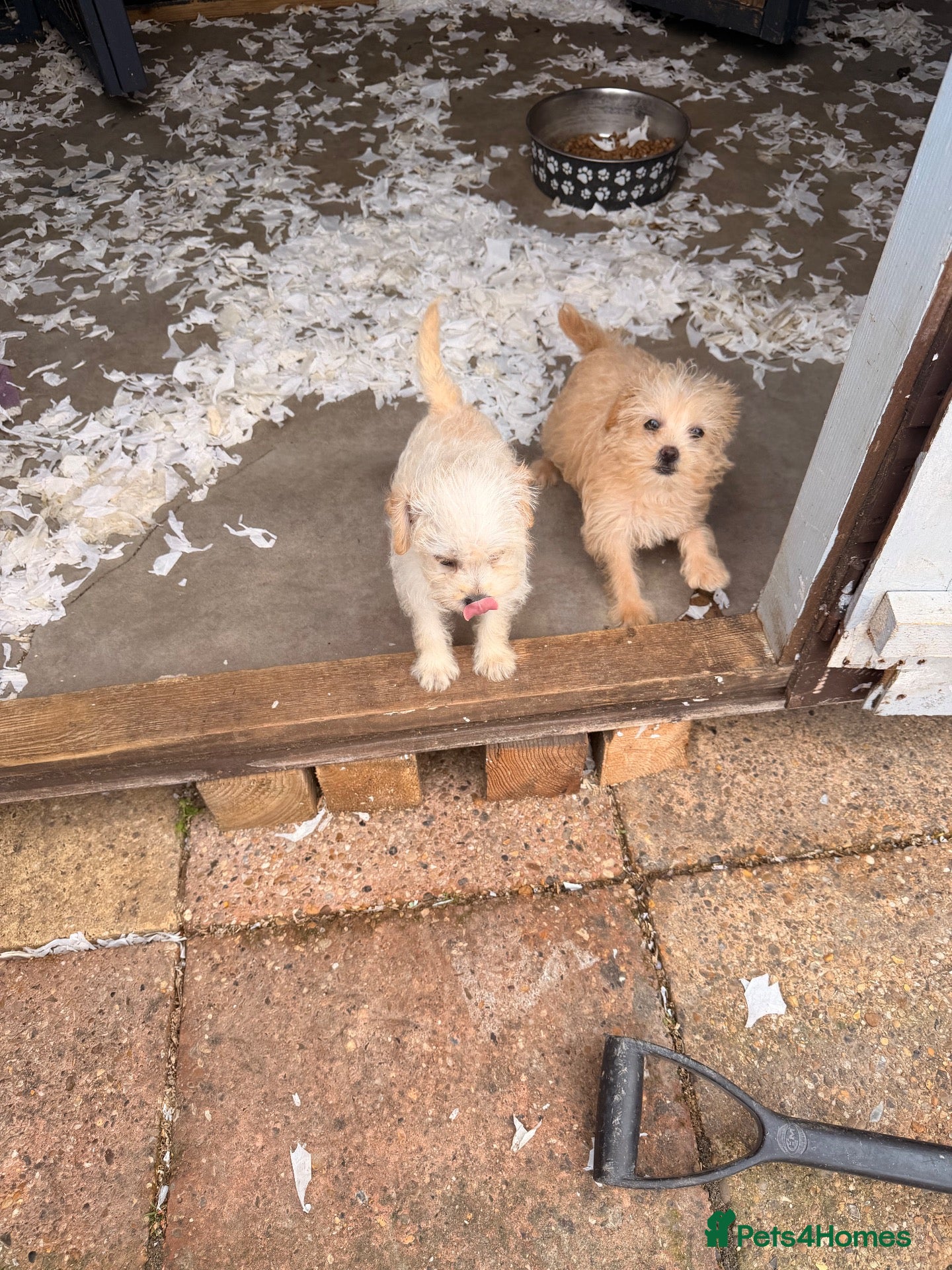 Mixed Breed dogs North Terry Cross by poodle - Advert 2