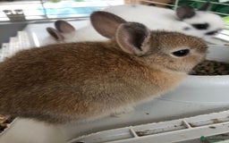 Netherland Dwarf rabbits for sale: Gorgeous Netherland Dwarf Rabbits 6 left 🐰 - Image 21