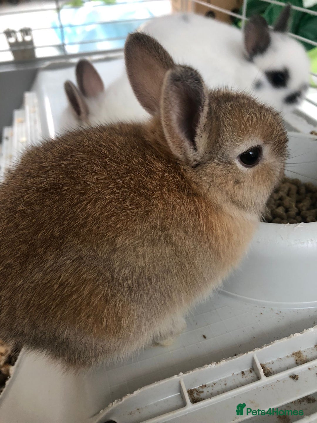 Netherland Dwarf rabbits for sale: Gorgeous Netherland Dwarf Rabbits 6 left 🐰 - Image 21