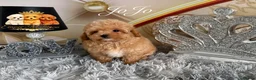 Maltipoo dogs for sale: Tiny teddy Maltipoo- from Asian teddy poodle dad - Advert 3