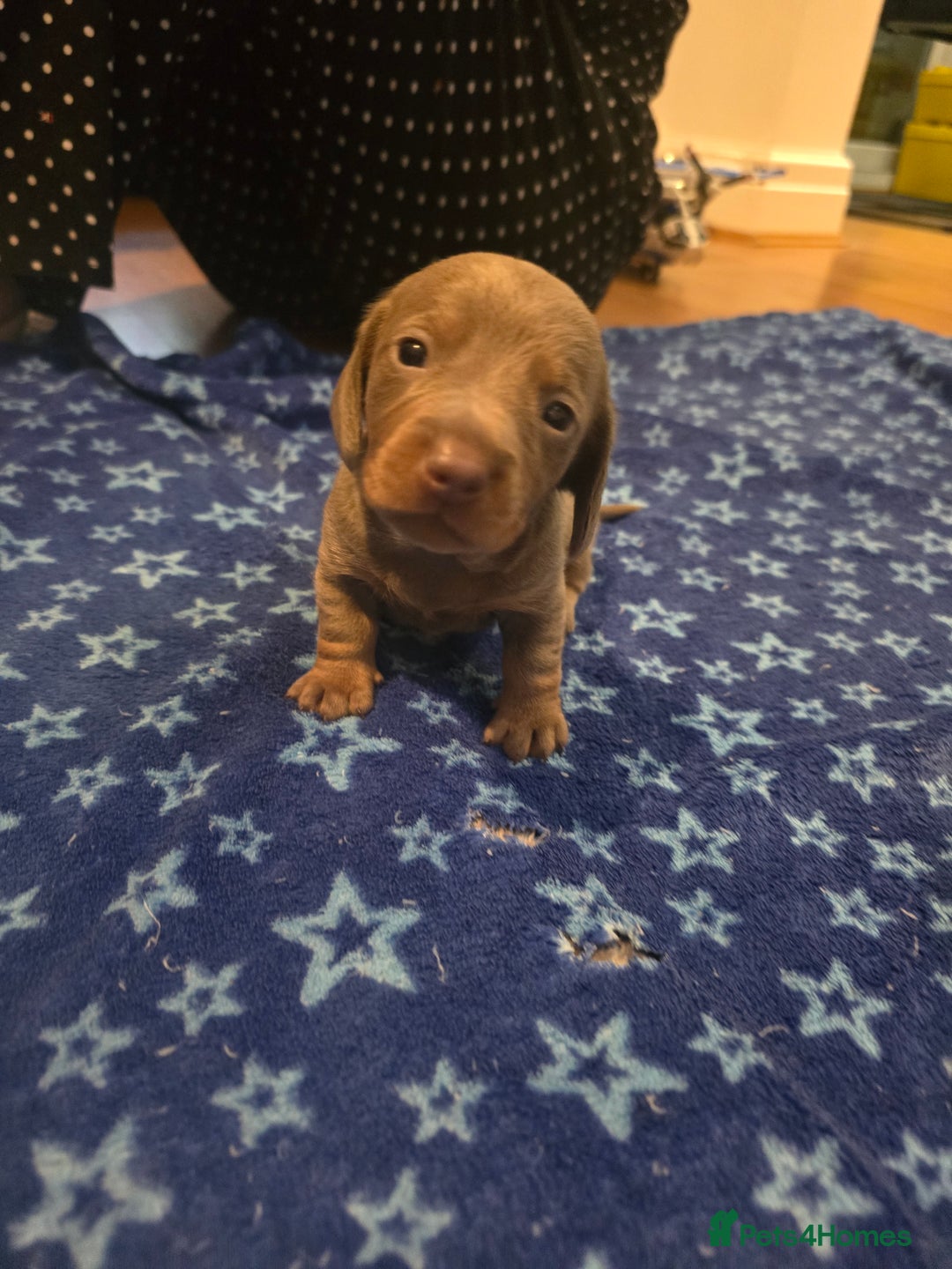Miniature Dachshund dogs for sale: CHAMPION KC REG MINIATURE DACHSHUND PUPS.  - Image 17