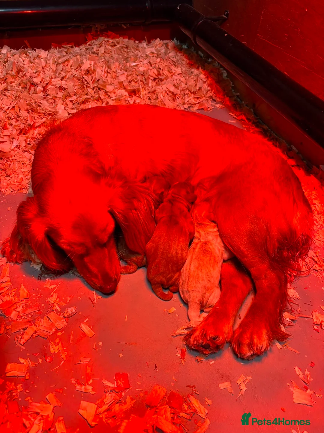 Cocker Spaniel dogs for sale: KC Registered Working Cocker Spaniel Puppies in Thetford - Advert 2
