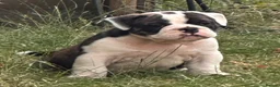 Olde English Bulldogge dogs for sale: 🐾2 Olde English bulldog puppies left 🐾 - Advert 16