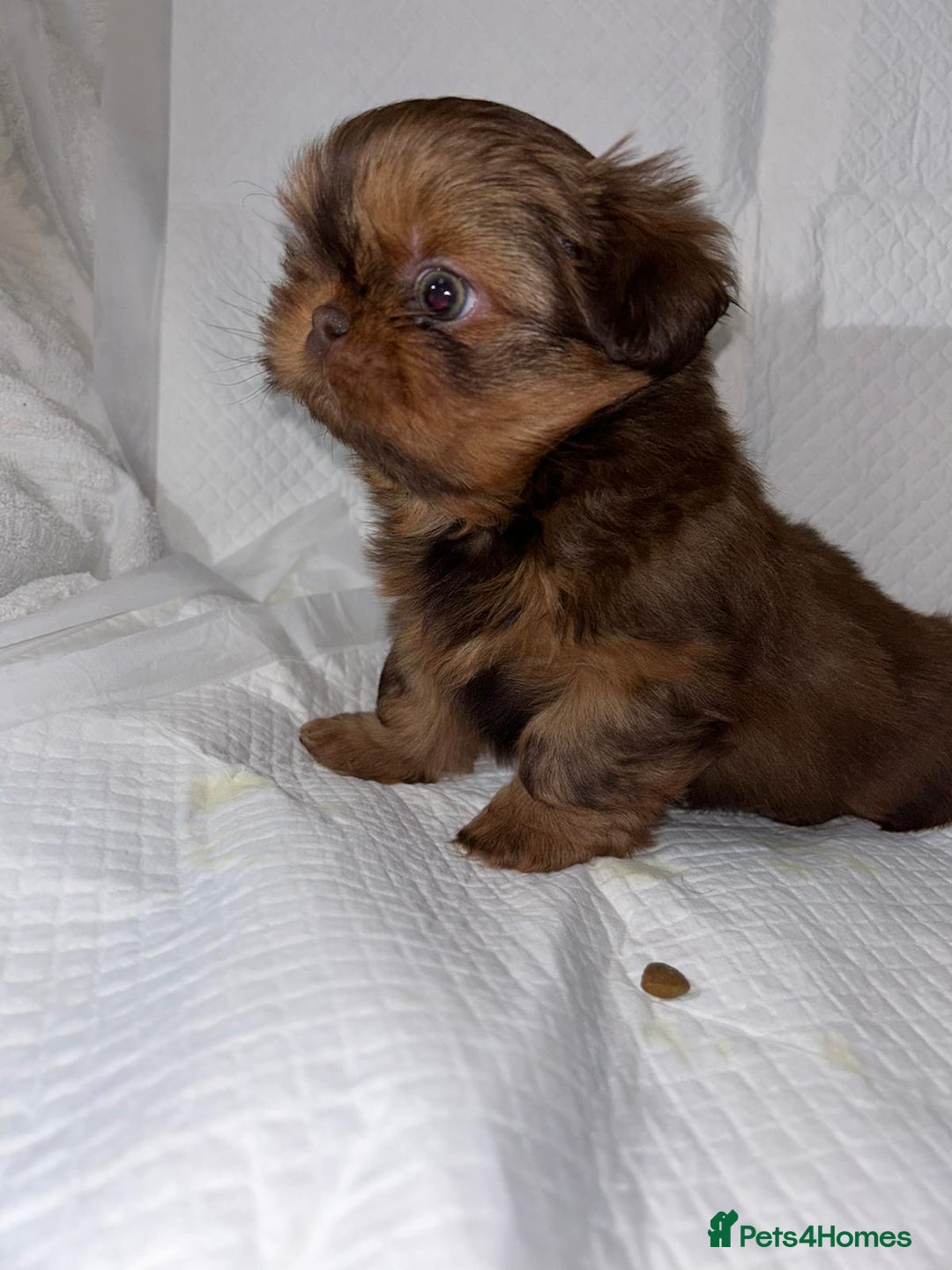 Shih Tzu dogs for sale: kC Imperial Shih tzu Ready now only 1 girl left  - Advert 5
