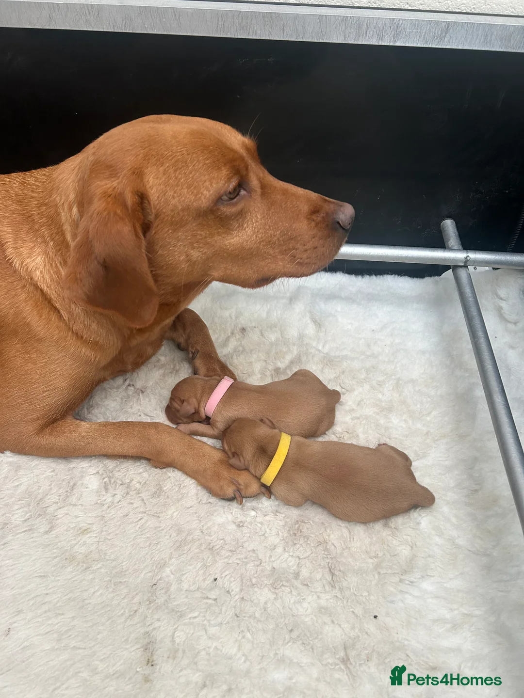 Labrador Retriever dogs for sale: Fox Red Puppies for sale  - Advert 2