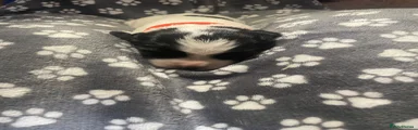 Orange collar 