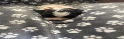 English Springer Spaniel dogs for sale: English Springer Spaniel Puppies  - Advert 13