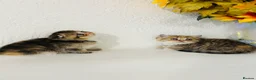Scottish Fold cats for sale: 🥰Purebred Scottish fold looking for a home ❤️🐾 - Advert 5