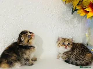 Scottish Fold cats 🥰Purebred Scottish fold looking for a home ❤️🐾 - Advert 1