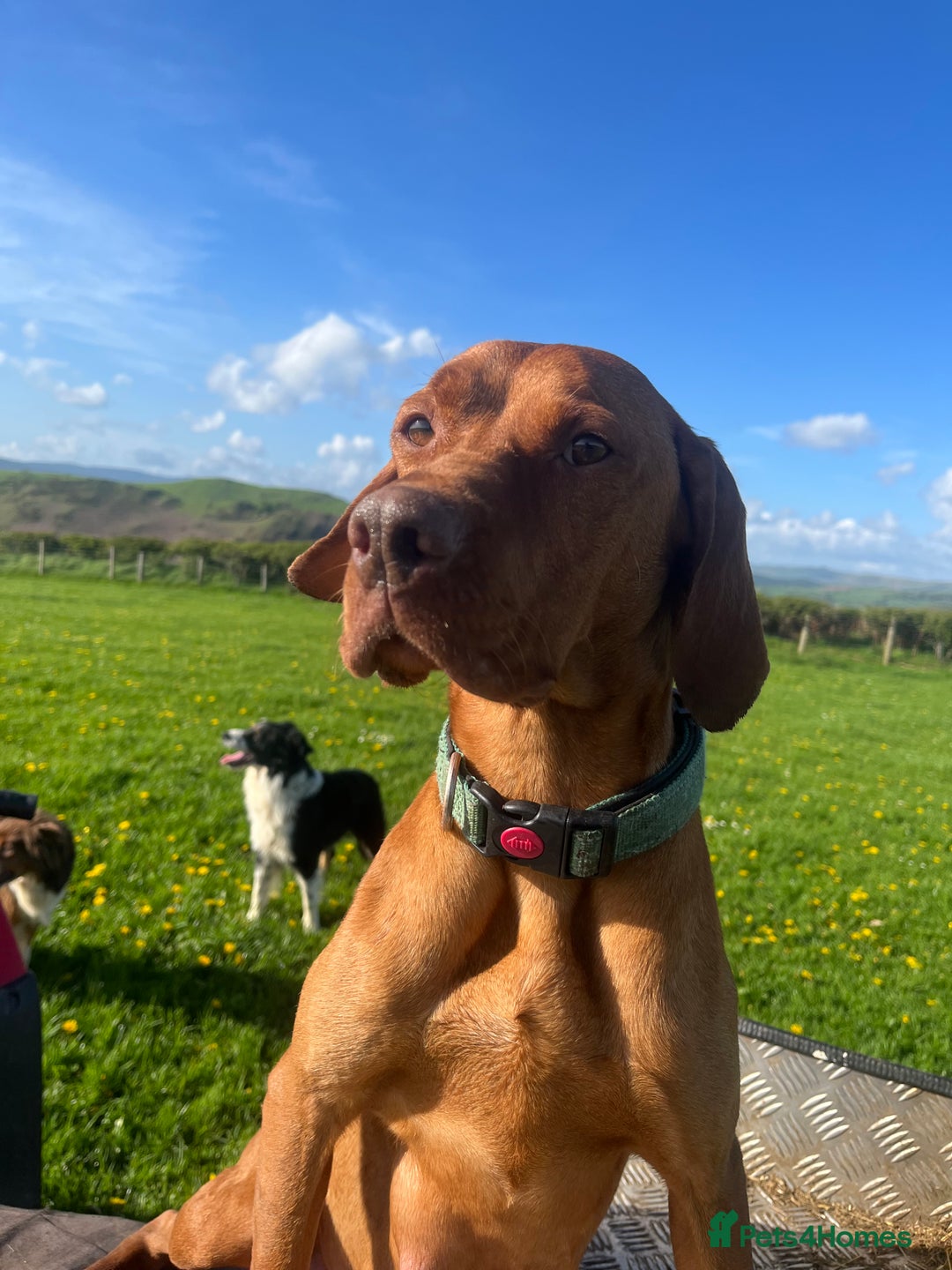 Hungarian Vizsla dogs for sale: Looking at rehoming my Beautiful Gwen - Image 2
