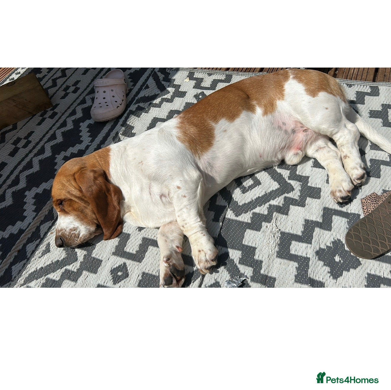 Basset Hound dogs Bassett hound for stud - Advert 2