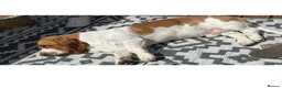 Basset Hound dogs for stud: Bassett hound for stud in Loughborough - Advert 1