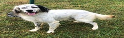 English Setter dogs for adoption: Ola   - Advert 1
