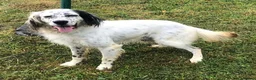 English Setter dogs for adoption: Ola   - Advert 1