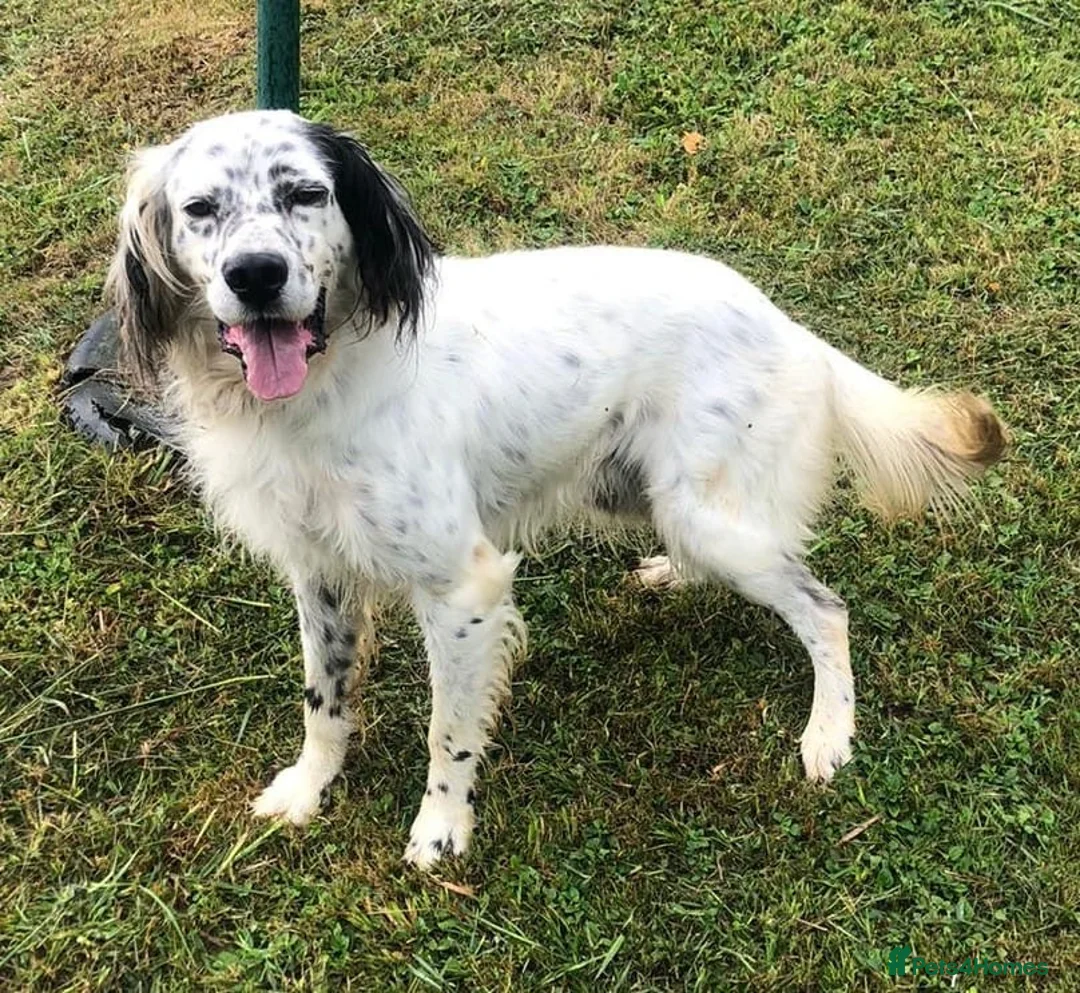 English Setter dogs for adoption: Ola   - Advert 1