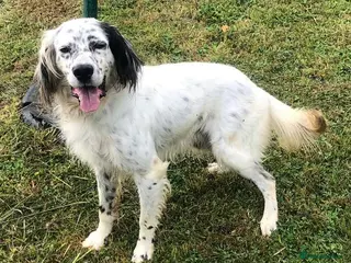 English Setter dogs Ola - Advert 3