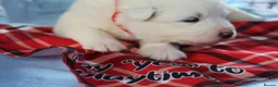 Samoyed dogs for sale: Bundle of joy and fluff  - Advert 21