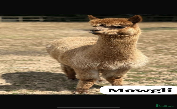 Alpaca livestock - Advert 1