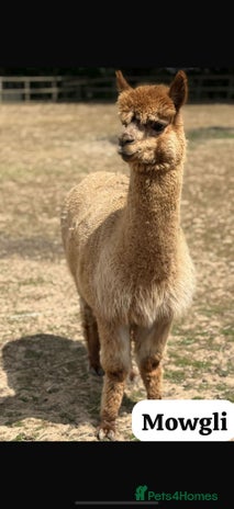 Alpaca livestock - Advert 1