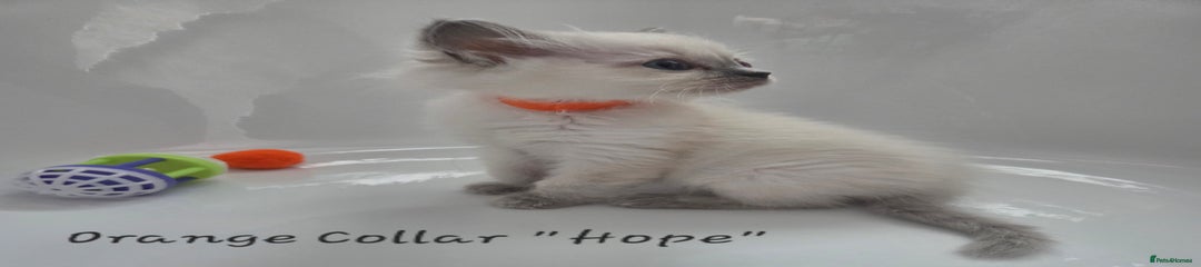 Hope orange collar