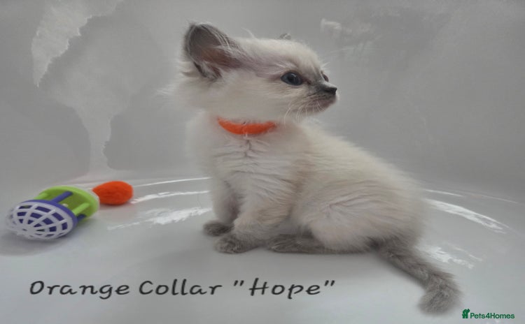 Ragdoll cats - Advert 2