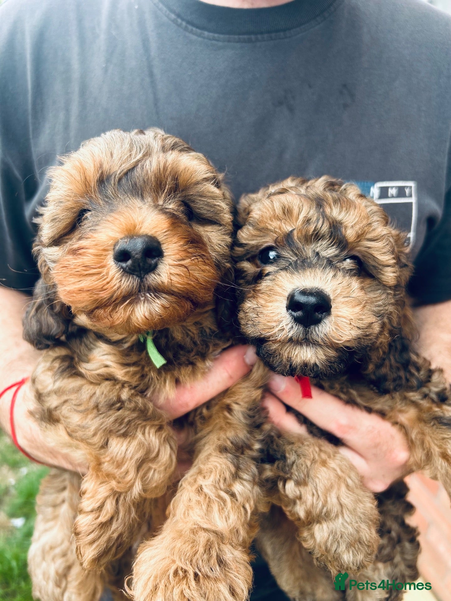Cavapoo dogs * READY TO LEAVE* - 2 Chocolate Merle Males - Advert 10