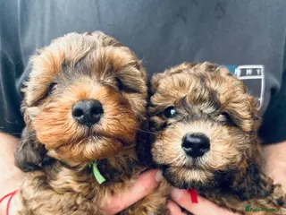 Cavapoo dogs * READY TO LEAVE* - 2 Chocolate Merle Males - Advert 10
