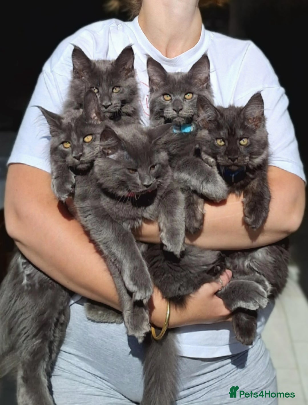 Maine Coon cats for sale: Maine Coon Kitten - Girl remaining in Chichester - Image 1