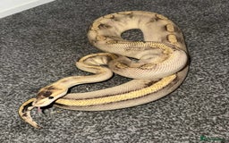 Python Snake reptiles for sale: X3 female ball pythons  - Image 4