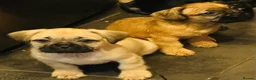 Mixed Breed dogs for sale: Beautiful puppies  - Advert 13