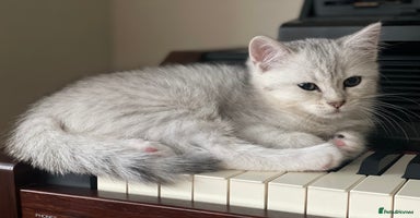 British Shorthair cats - Advert 9