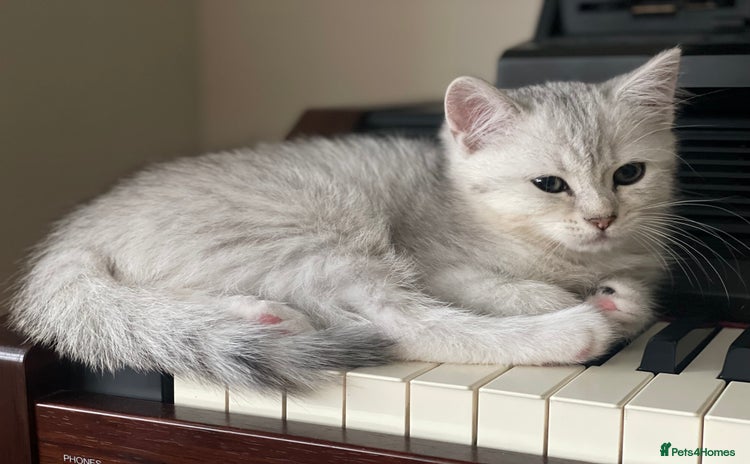 British Shorthair cats - Advert 4